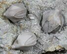 Blastoid (Pentremites) Fossils - Illinois #25407-1